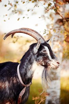 The goat walks under a birch. The goat is grazed. Cattle on a pasture. Portrait of a goat.
