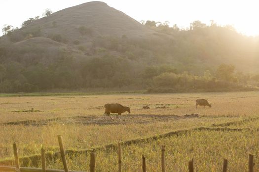 The farmland on Flores island in Komodo national park