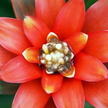 Closeup of the beautiful guzmania magnifica flower