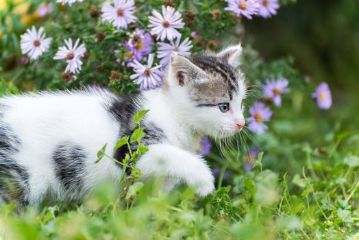 Small funny kitten in flowers in a  nature