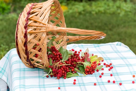 Red berries of viburnum in a  basket