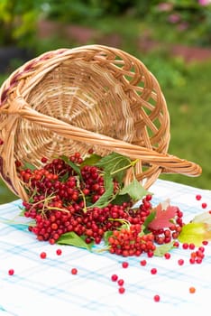 Red berries of viburnum in a  basket