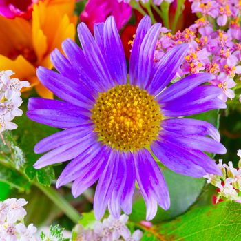 Purple daisy in close up, square image