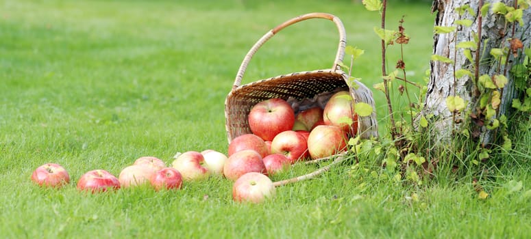Lots of apples from a basket lying on a grass near a tree