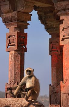 Gray langur (Semnopithecus dussumieri) sitting at Ranthambore Fort, Rajasthan, India