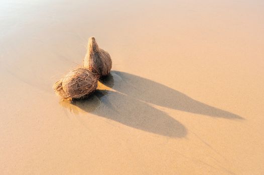 Two coconuts on the clean sandy beach