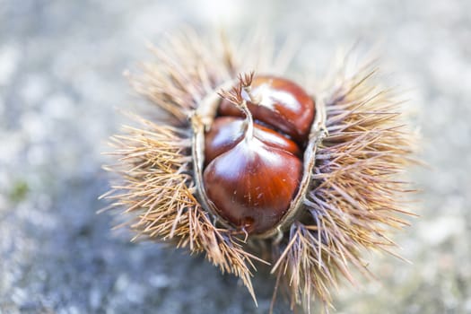 Macro picture of chestnut fruit. 