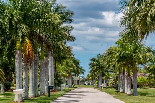 Beautiful palm trees perfectly lined up on the sides of a narrow street in Cape Coral, Florida