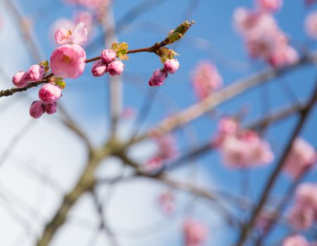 Pink cherry flowers foreground and background in blur, in the spring.
