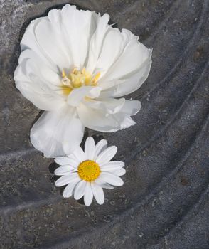 White flowers. Arrangement of two white flowers in an iron seashell shaped bowl/isolated on black.