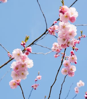 Pink cherry flowers on blue sky in the spring.