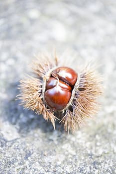 Macro picture of chestnut fruit. 