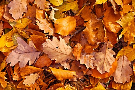 Fallen leaves on the ground