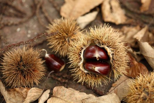 Ripe chestnuts fallen from the tree