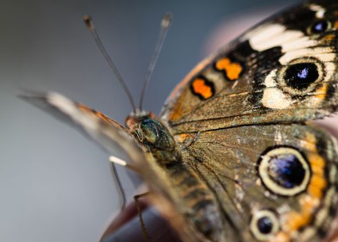 A colorful Common Buckeye Junonia Coenia butterfly.