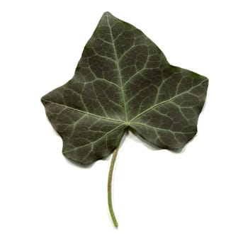 Green ivy leaf isolated over white background