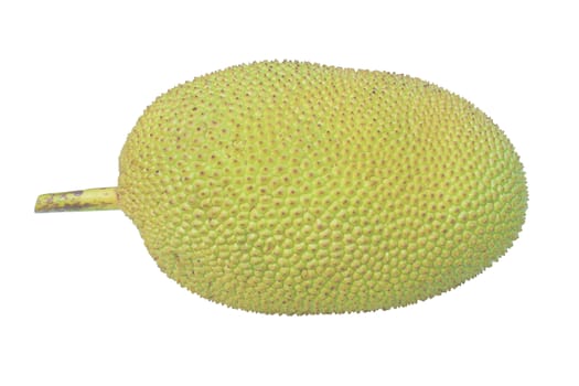 Jack fruit isolated on white background