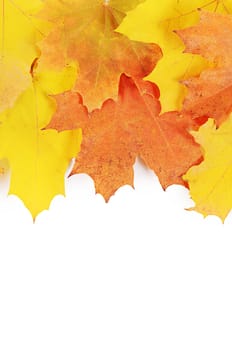 Autumn maple leaves isolated on white background