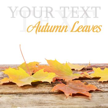 Autumn leaves on wooden floor isolated background