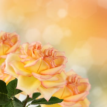 The yellow beautiful rose as a background