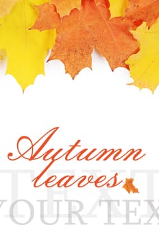 Autumn maple leaves isolated on white background