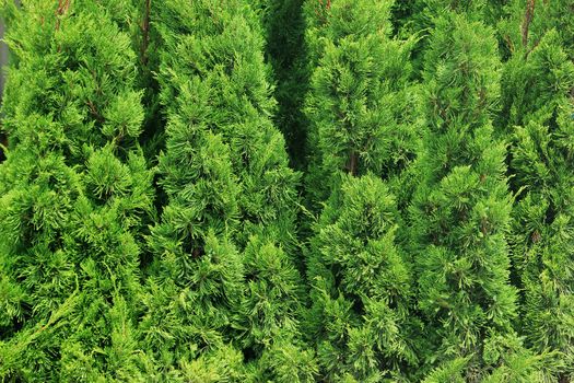 Green branches of Cedar