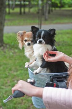 bicycle walking with dogs chihuahua puppy