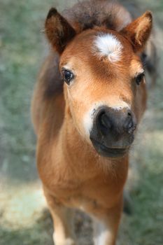 Baby miniature horse in the pasture looking curiously at camera