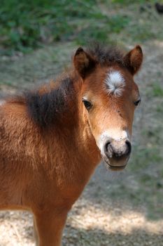 Baby miniature horse in the pasture looking curiously at camera