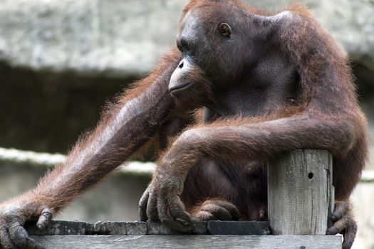 Bornean Orangutan, Pongo Pygmaeus. Orangutans are the two exclusively Asian species of extant great apes