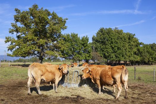 A group of cows eating