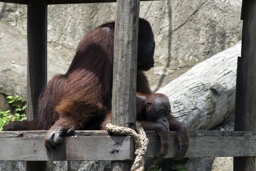 Copulation of Bornean orangutan (Pongo pygmaeus). Orangutans are the two exclusively Asian species of extant great apes