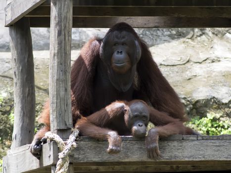 Coitus of Bornean orangutan (Pongo pygmaeus). Orangutans are the two exclusively Asian species of extant great apes