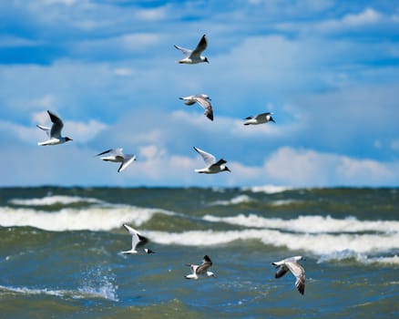 Flying seagulls over surface of the sea