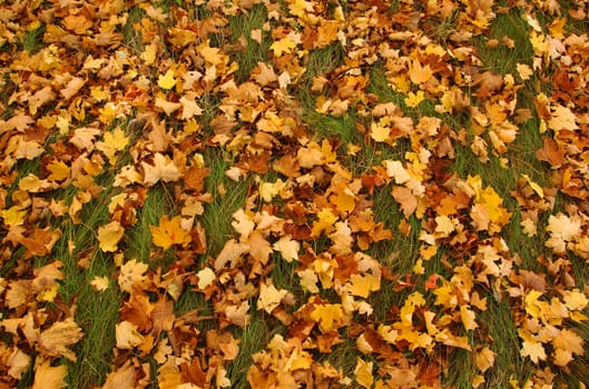 autumn picture of many coloured leaves on the grass