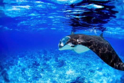 Manta ray filter feeding in the blue Komodo waters