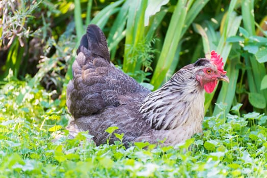 Chickens Laying hens on a grass outdoors day