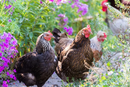 Chickens Laying hens on a grass outdoors day