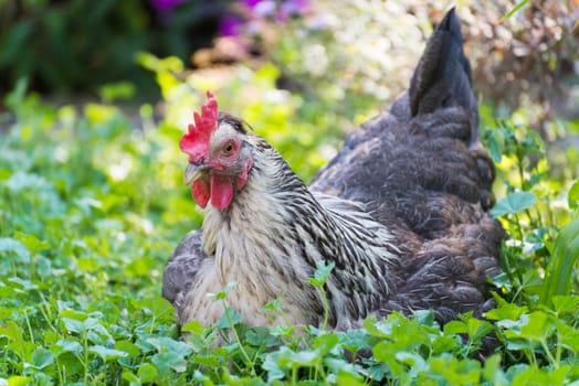 Chickens Laying hens on a grass outdoors day