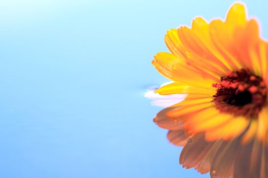 Romance concept. Yellow daisy flower on water surface with free space for text