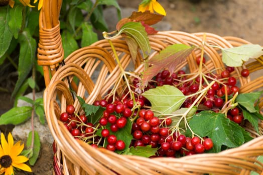 Ripe viburnum berries in a wicker basket