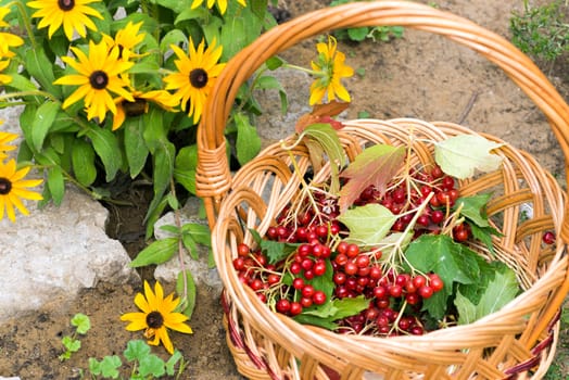 Ripe viburnum berries in a wicker basket