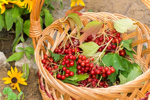 Ripe viburnum berries in a wicker basket