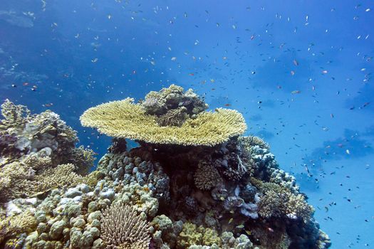 coral reef with hard corals and exotic fishes  at the bottom of tropical sea on blue water background