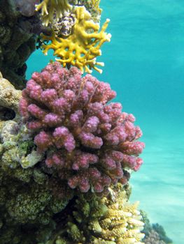 coral reef with violet hard corals poccillopora at the bottom of tropical sea on blue water background