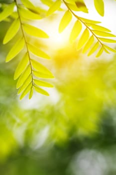 green leaf in spring