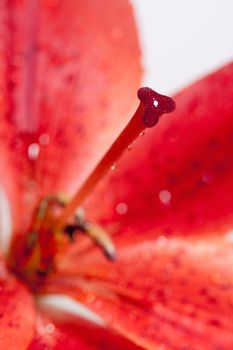 Closep of Red Lily with Water Drops