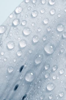 Closep of Lily Leaf with Water Drops