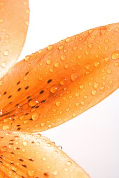 Closep of Lily Leaf with Water Drops