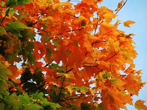 A close-up image of colourful Autumn leaves.